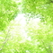 新緑の候　－season of new green leaves－