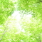 新緑の候　－season of new green leaves－
