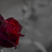 Dear