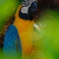 ときわの鳥