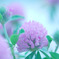 千の花