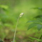 どんな花？