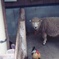 ヒツジ