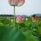 藤原京跡の蓮の花②