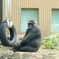 ウホッ