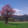 遅らばせながら桜咲きました。