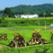米沢の田んぼアート