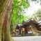 高千穂神社と百年杉