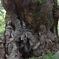 大楠の木