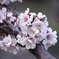 2010-15北海道神宮の桜-2