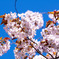 2010-05-15北海道神宮の桜