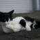 嫉妬する猫