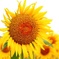 〜 tournesol 〜