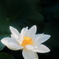朝陽に輝く