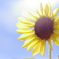 眩しい太陽の光の中で