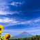 向日葵と夏空　