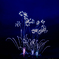 夜空の花