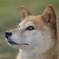 我が家の忠犬