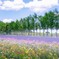 Flower garden in summer