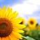 夏