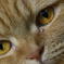 maru