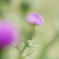 綺麗な花にはトゲがある‼