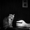 番猫