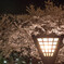 夜桜