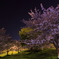 大谷公園の桜　その１