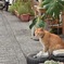 看板娘