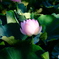 早朝の蓮の花