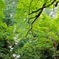 京王百草園にて        夏のモミジも綺麗ですね、、、