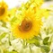 向日葵