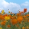 夏の草原に