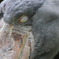 ハシビロコウ（上野動物園２０１０年５月１４日）