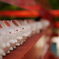 岡崎神社のウサギたち