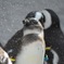 赤ちゃんペンギン in 上野動物園