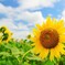 太陽に向かう