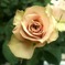 薔薇