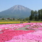 蝦夷富士と芝桜
