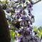 フジの花
