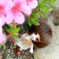 花のかげから…