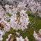 桜の毬
