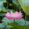 大きな葉っぱに大きな花