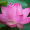 蓮華