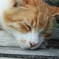 ねっこ
