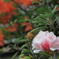 庭の花