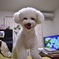 我が家の愛犬