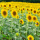 Sun Flower