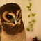 ふくろう